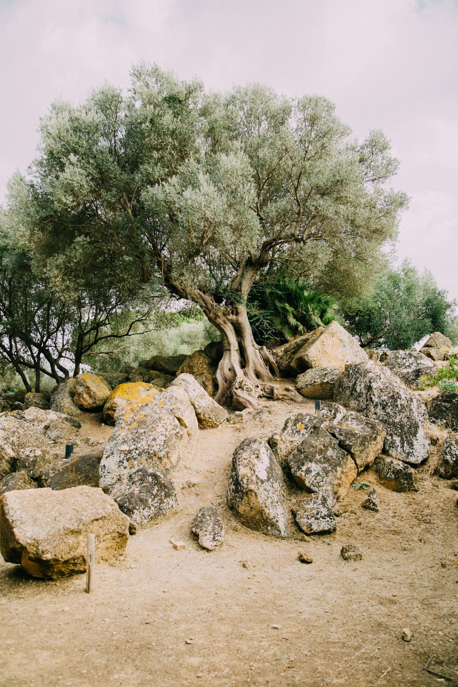 Terraced olive groves in Greece