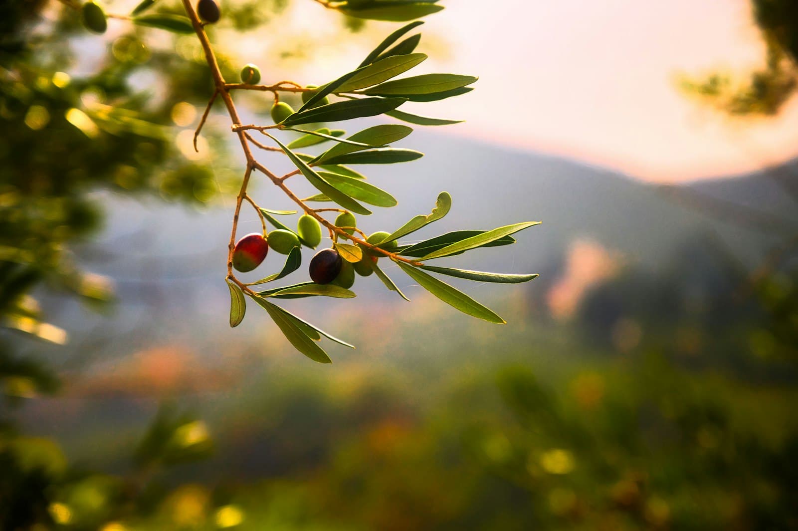 Close-up of olive branches with ripe olives