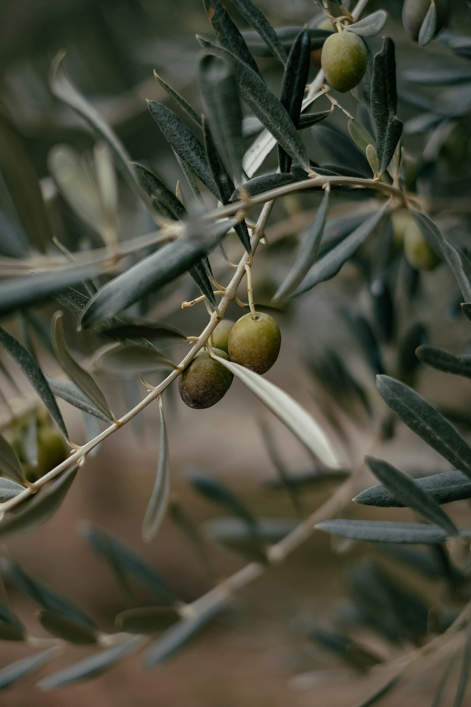 Olives on the branch in warm natural light