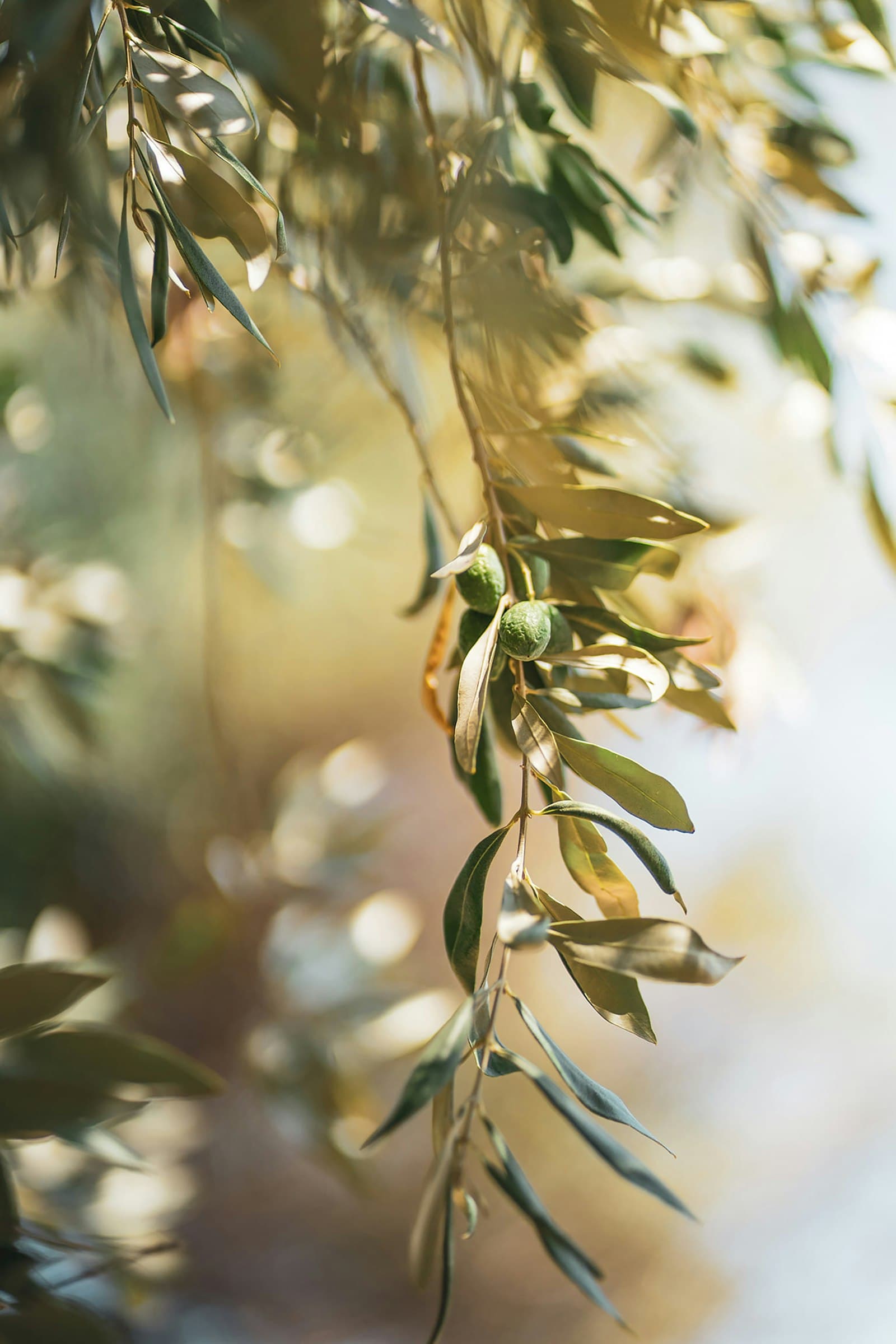 Close-up of olive branches