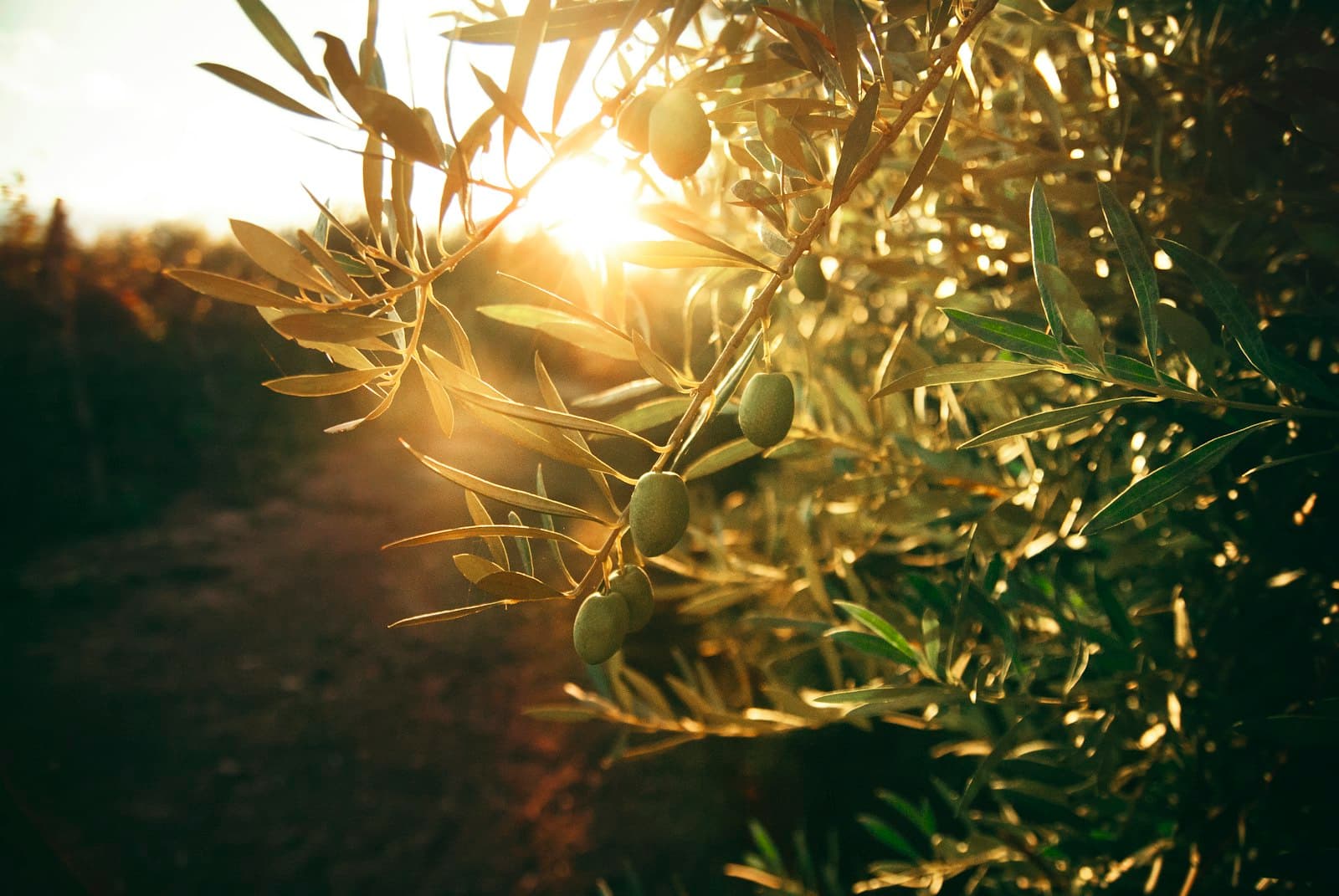 Olive branch backlit at sunset