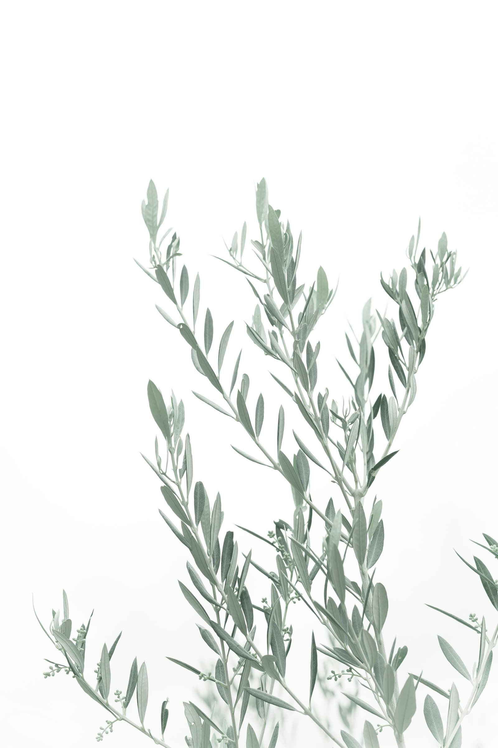 Olive branch on a soft neutral background