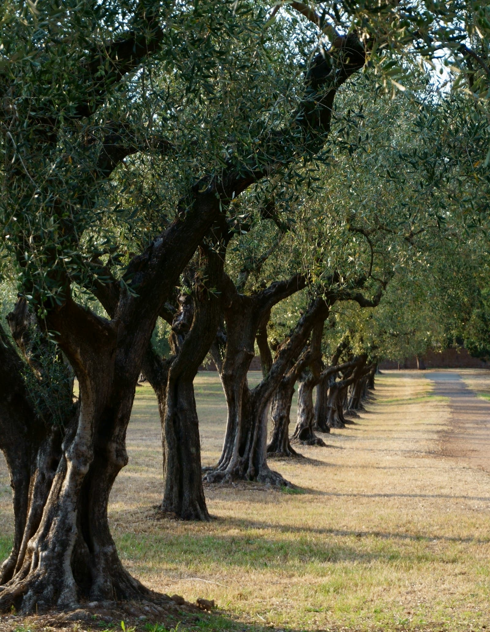Terraced olive groves on Greek hillside