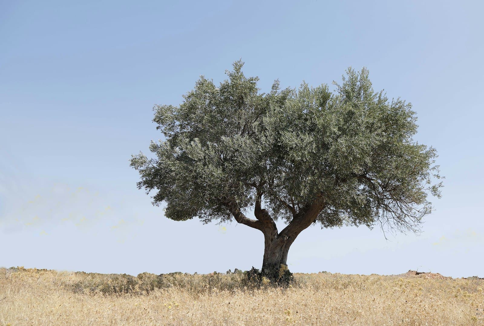 Olive tree in a Mediterranean field