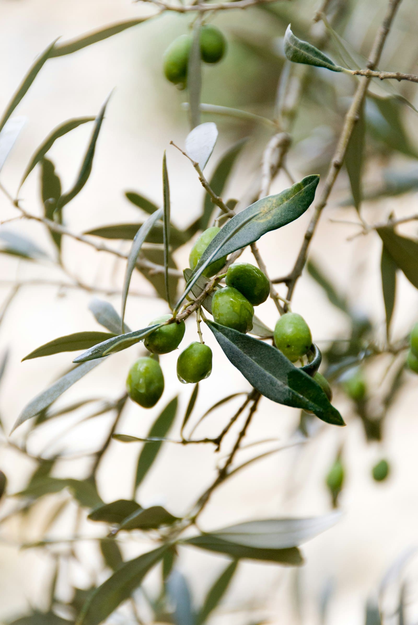 Close-up of green olives on the branch