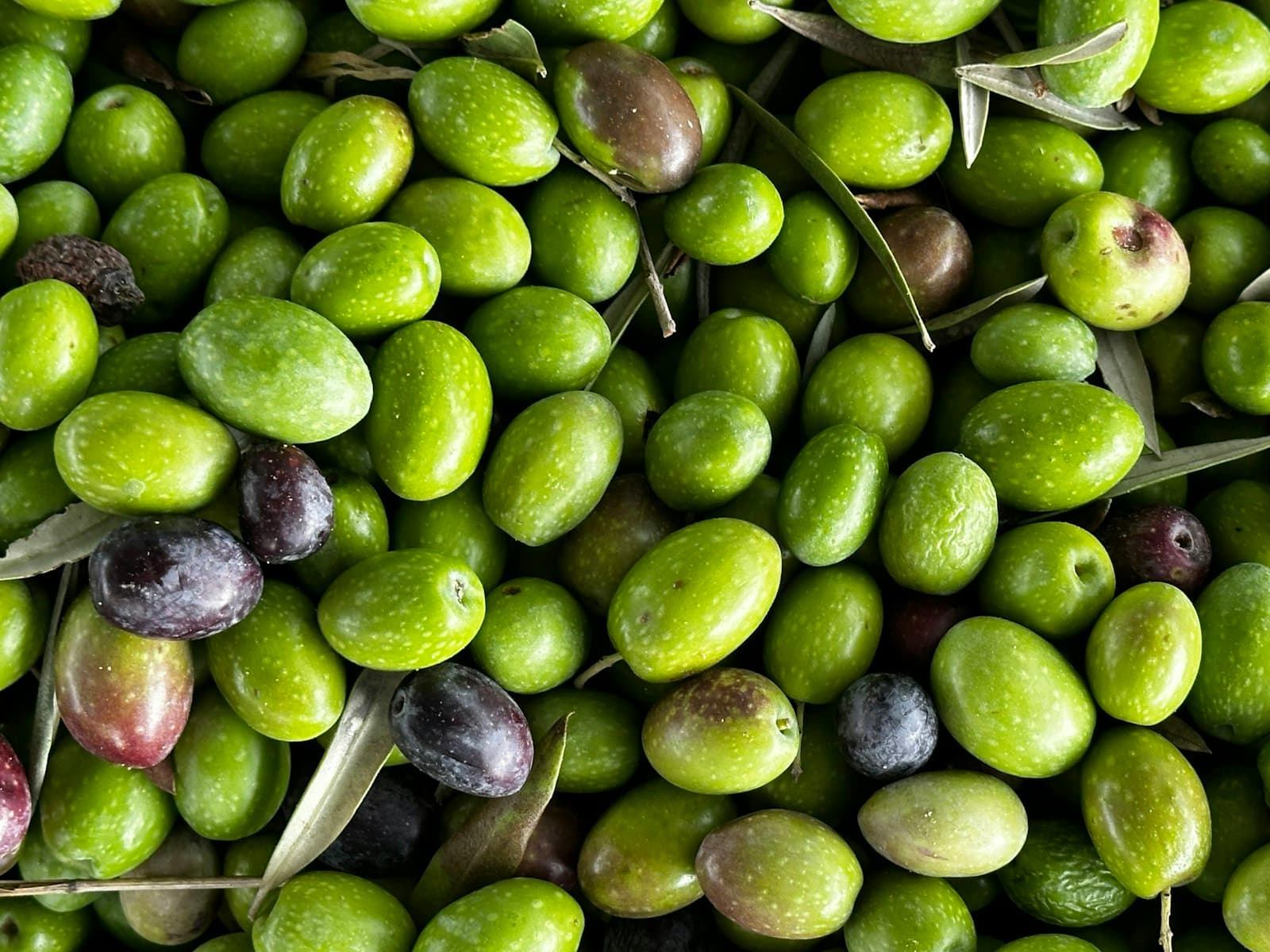 Freshly harvested green olives