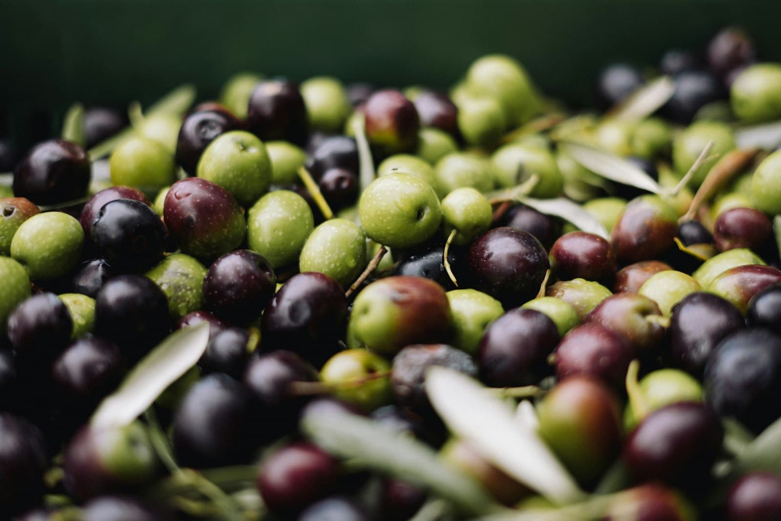 Freshly harvested green and black olives