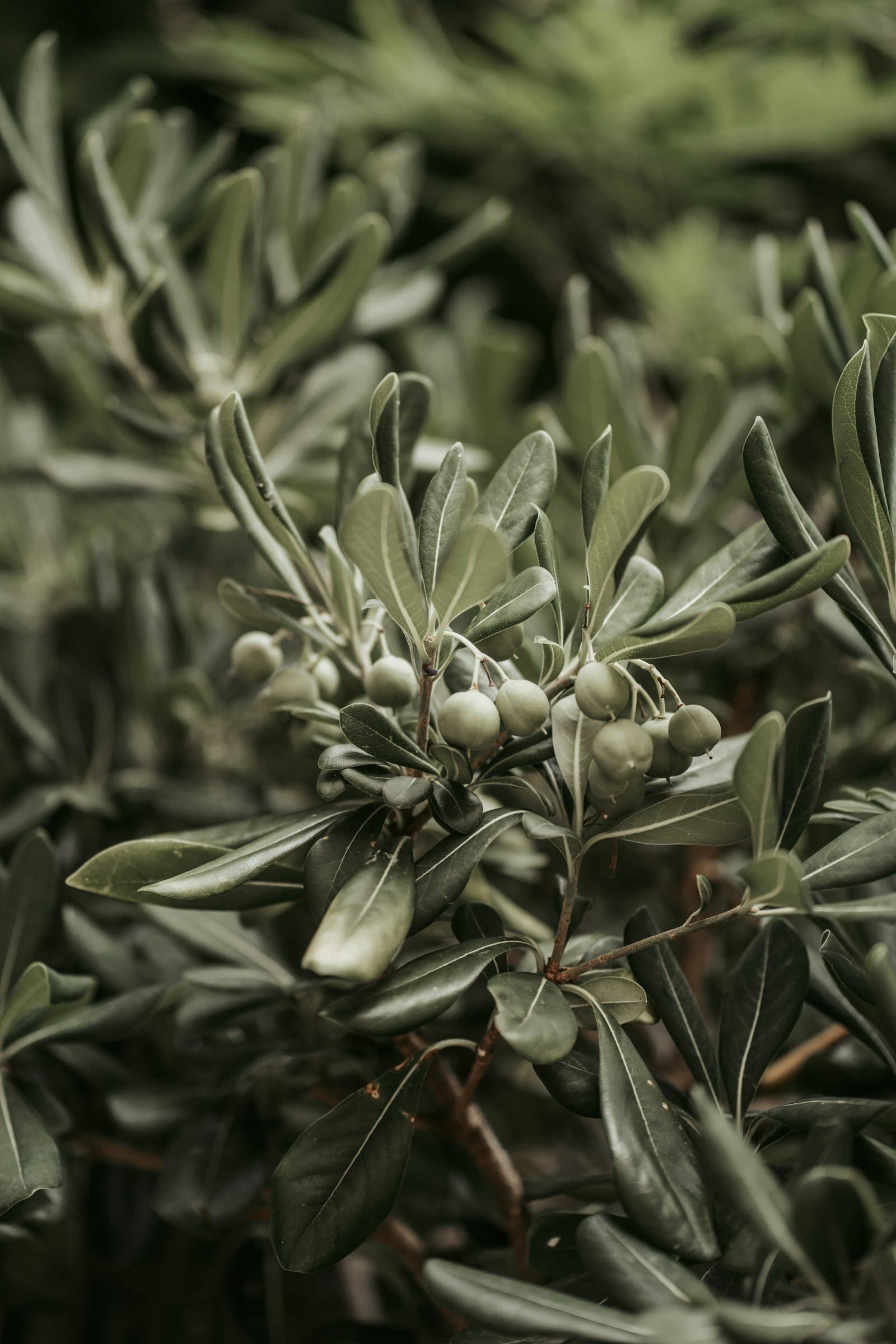 Olives ripening on the branch beside a grove